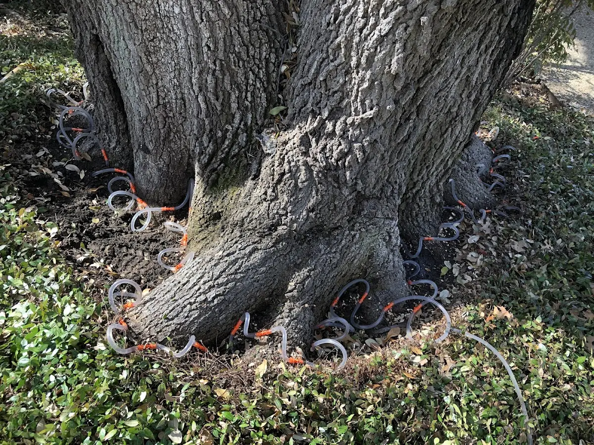 Detailed Tree Cabling and Bracing job site in West Hartland