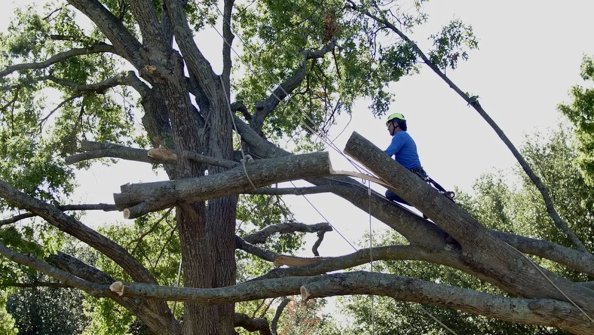 Professional Crown Thinning performed by certified arborists in West Hartland
