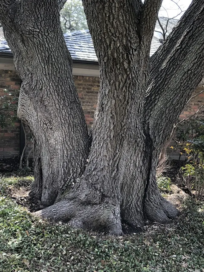 Mature heritage tree close to a West Hartland property cared for by certified arborists
