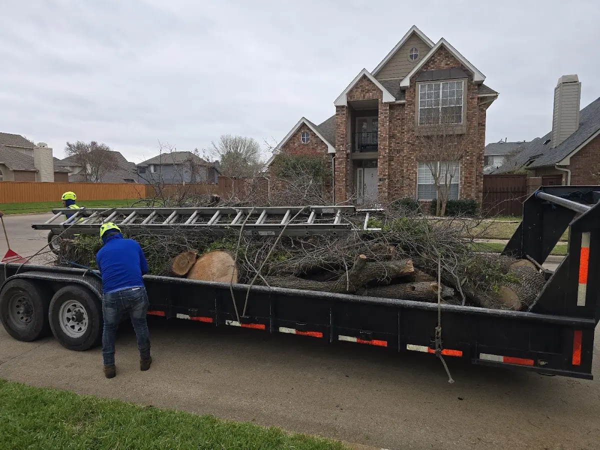 Expert Tree Pest Control with proper safety equipment in West Hartland
